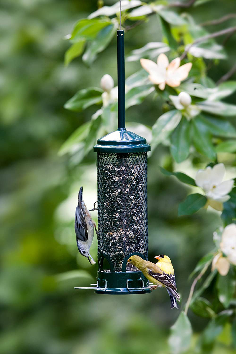 Brome Squirrel Buster Mini Squirrel-Proof Bird Feeder with Metal Perches