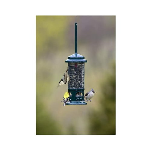 Brome Squirrel Buster Standard Squirrel-Proof Bird Feeder with 4 Metal Perches