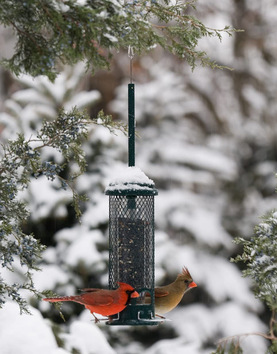 Brome Squirrel Buster Mini Squirrel-Proof Bird Feeder with Metal Perches