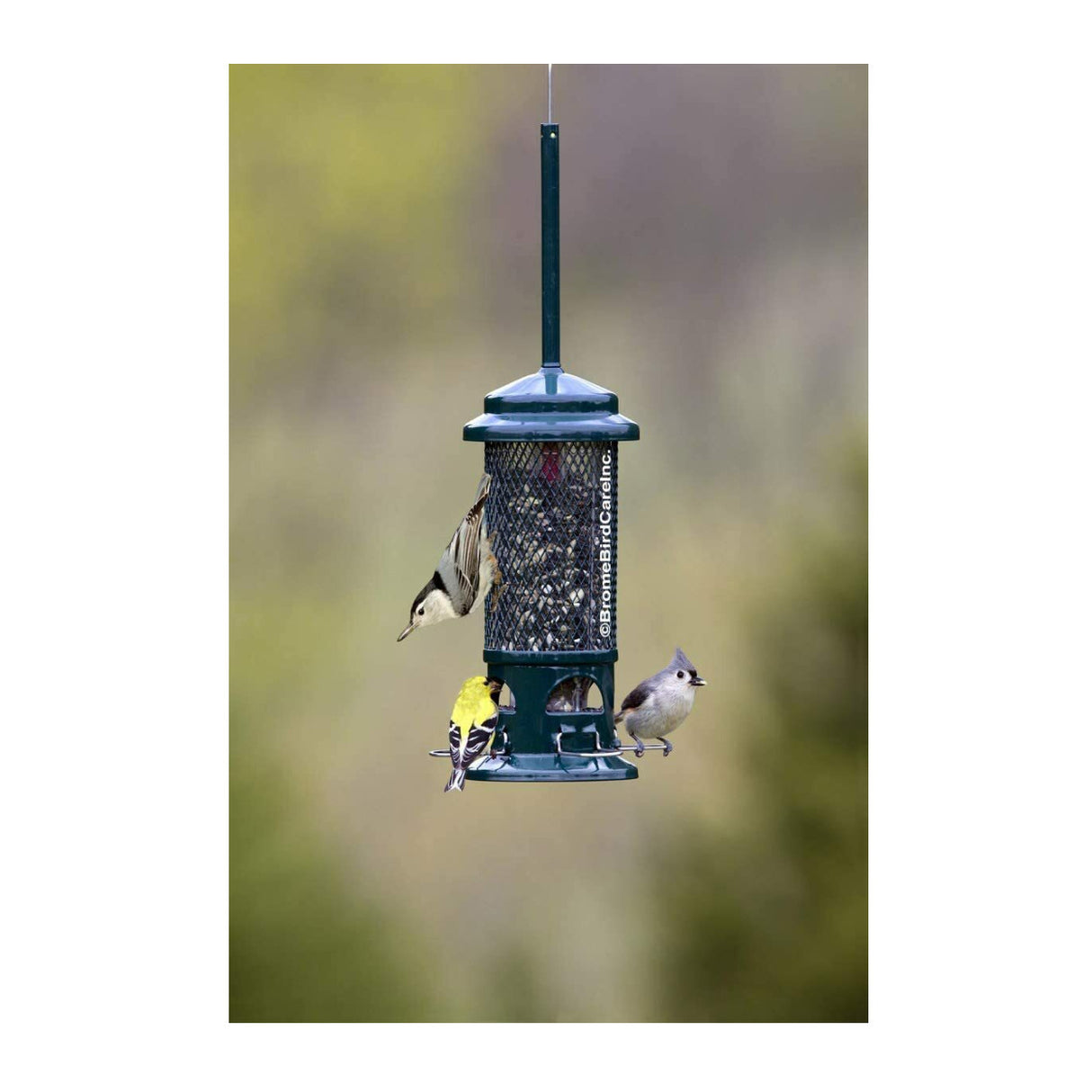 Brome Squirrel Buster Mini Squirrel-Proof Bird Feeder with Metal Perches