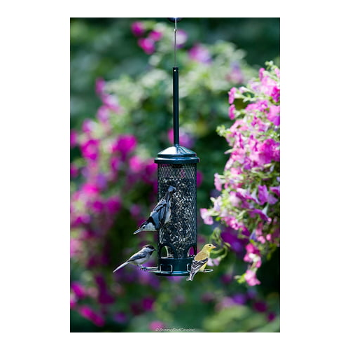 Brome Squirrel Buster Mini Squirrel-Proof Bird Feeder