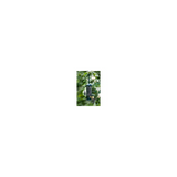 Brome Squirrel Buster Mini Squirrel-Proof Bird Feeder