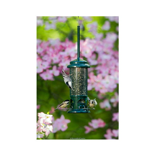 Brome Squirrel Buster Standard Squirrel-Proof Bird Feeder with 4 Metal Perches