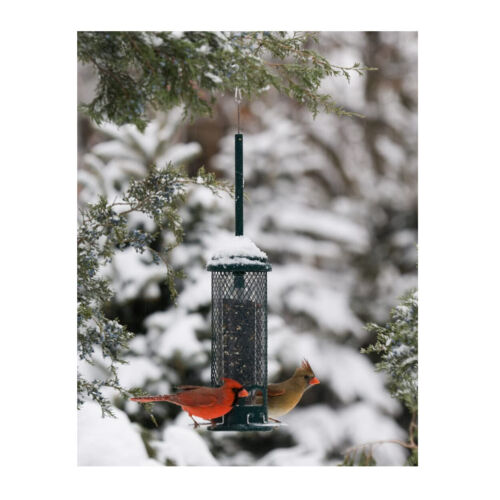 Brome Squirrel Buster Mini Squirrel-Proof Bird Feeder