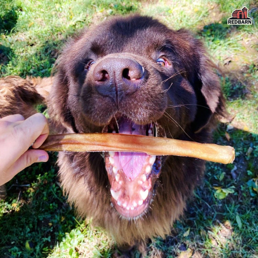 Beef Collagen Sticks for Dogs, Long Lasting Collagen Chews for Dogs.
