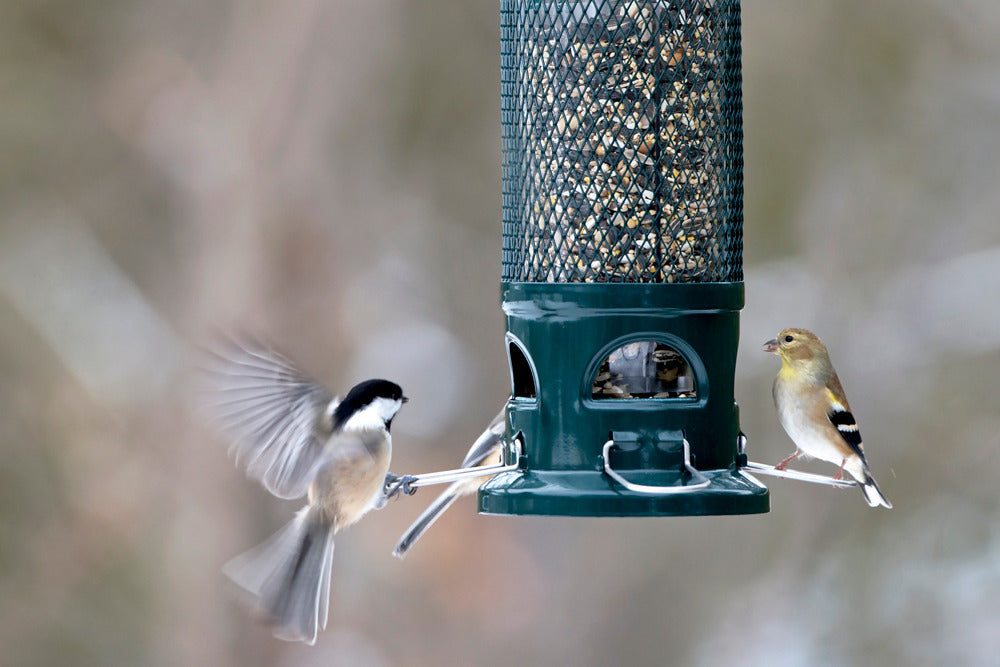 Brome Squirrel Buster Legacy Squirrel-Proof Bird Feeder with 4 Metal Perches