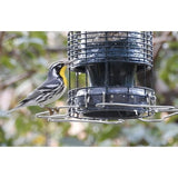 Brome Squirrel Solution 150 Squirrel-Proof Bird Feeder, 2.6-Pound Seed Capacity
