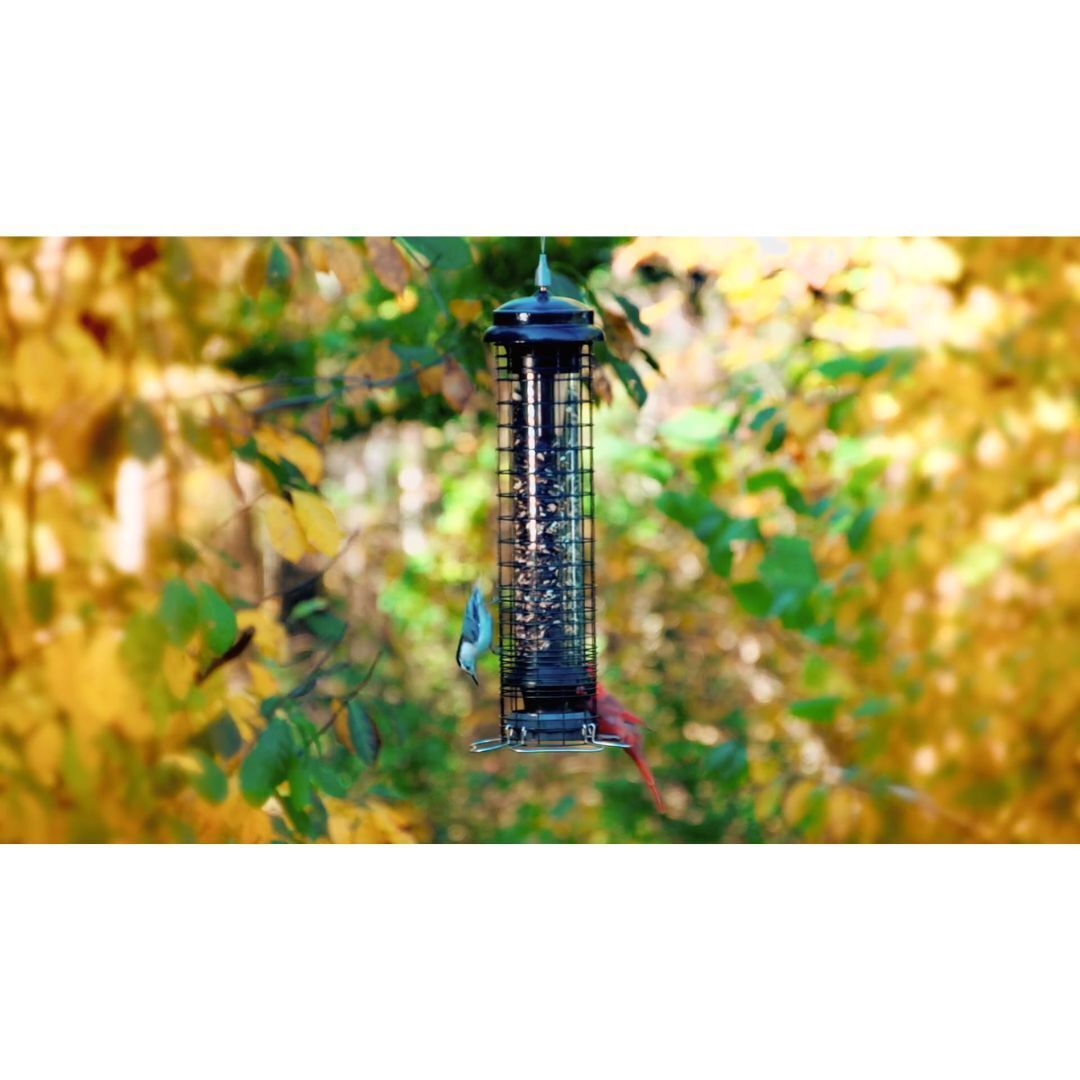 Brome Squirrel Solution 150 Squirrel-Proof Bird Feeder, 2.6-Pound Seed Capacity