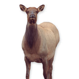 Montana Decoy Eichler Elk Ultra-Portable Full-Body Bundle with Carrier