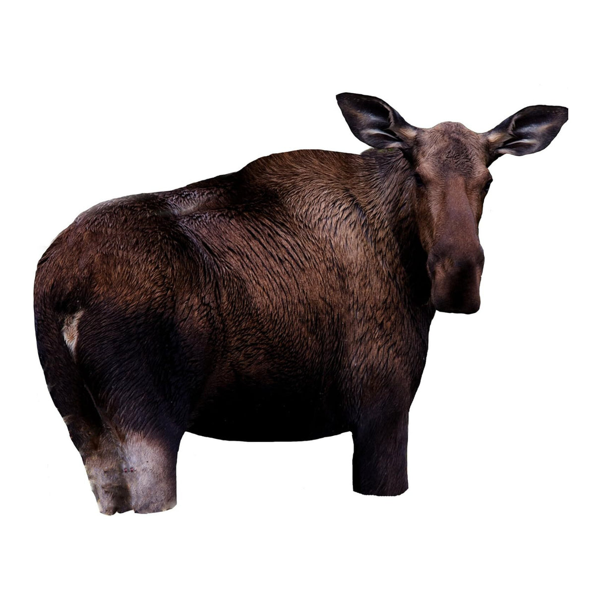 Montana Decoy Moose II, Brown