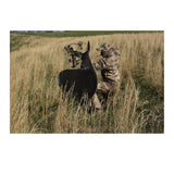 Miss Muley by Montana Decoy