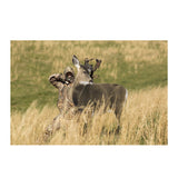 Miss Muley by Montana Decoy